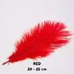 Bulu Ostrich Batangan 20-25cm